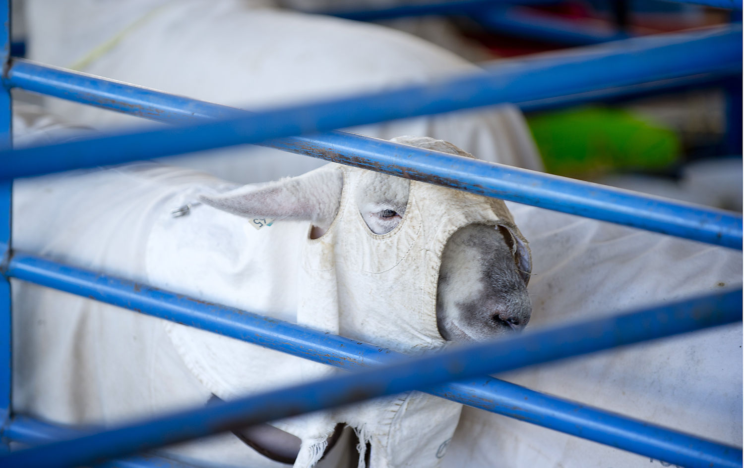 Show sheep clipping
